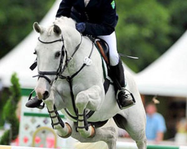 jumper Wombel (German Riding Pony, 1994)