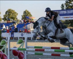 jumper Kasie (KWPN (Royal Dutch Sporthorse), 2015)