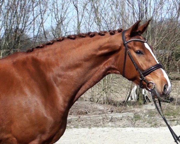 dressage horse Van Henry (Hanoverian, 2016, from Veneno)