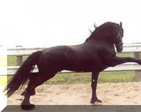 stallion Jurjen 303 (Friese, 1985, from Teake 237)