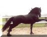 stallion Jurjen 303 (Friese, 1985, from Teake 237)