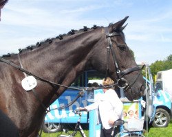 broodmare Black Magic Lady (Hanoverian, 2002, from Beluga)