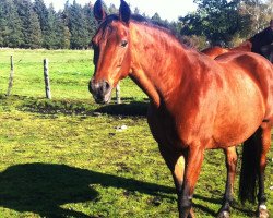 horse Perpignon's Pina Colada (Hanoverian, 1998, from Perpignon)