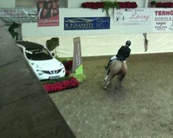 jumper Carpaccio 12 (German Riding Pony, 2004, from Contus)