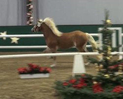 horse Hengst von Augartner (Haflinger, 2009, from Augartner)