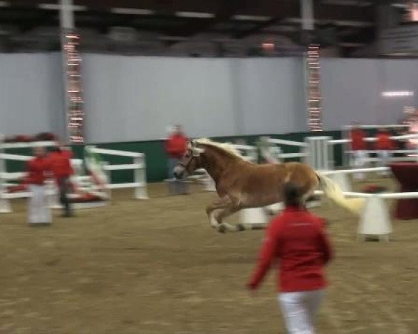 dressage horse Hengst von Alabaster B (Haflinger, 2009, from Alabaster B)