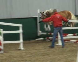 horse Hengst von Argentino II (Haflinger, 2009, from Argentino II)