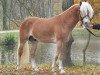 stallion Bergquell (Westphalian, 2009, from Baumeister)