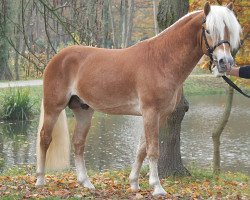 stallion Bergquell (Westphalian, 2009, from Baumeister)