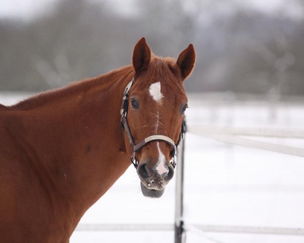 horse Doc Cool Man (Quarter Horse, 1998, from Bar S Chex)