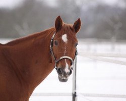 Pferd Doc Cool Man (Quarter Horse, 1998, von Bar S Chex)