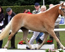 dressage horse Stanja (Haflinger, 2008, from Sterntaenzer)