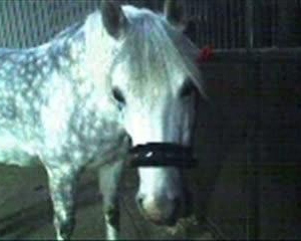 broodmare Blueberry 12 (German Riding Pony, 2001, from Bolero)