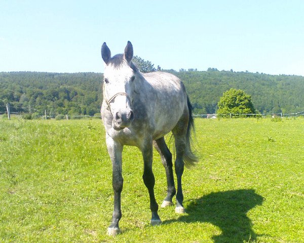 Springpferd Curd Cairo (Holsteiner, 2005, von Cassini II)