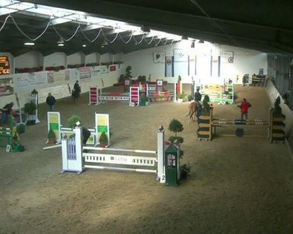 jumper Orchid's Touchstone (New Forest Pony, 2003, from Watershof Pretendent)