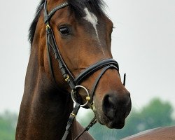 jumper Expensive 2 (Hanoverian, 2004, from El Bundy)