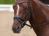 dressage horse Dorina 912 (Rhinelander, 2004, from Donquestador)