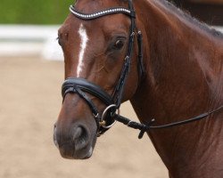 dressage horse Dorina 912 (Rhinelander, 2004, from Donquestador)