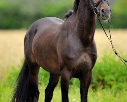 dressage horse Nemo-S (German Riding Pony, 2005, from New Classico)