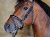 jumper Mr. Comet WE (New Forest Pony, 2002, from Mondrian 29)