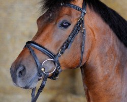 jumper Mr. Comet WE (New Forest Pony, 2002, from Mondrian 29)