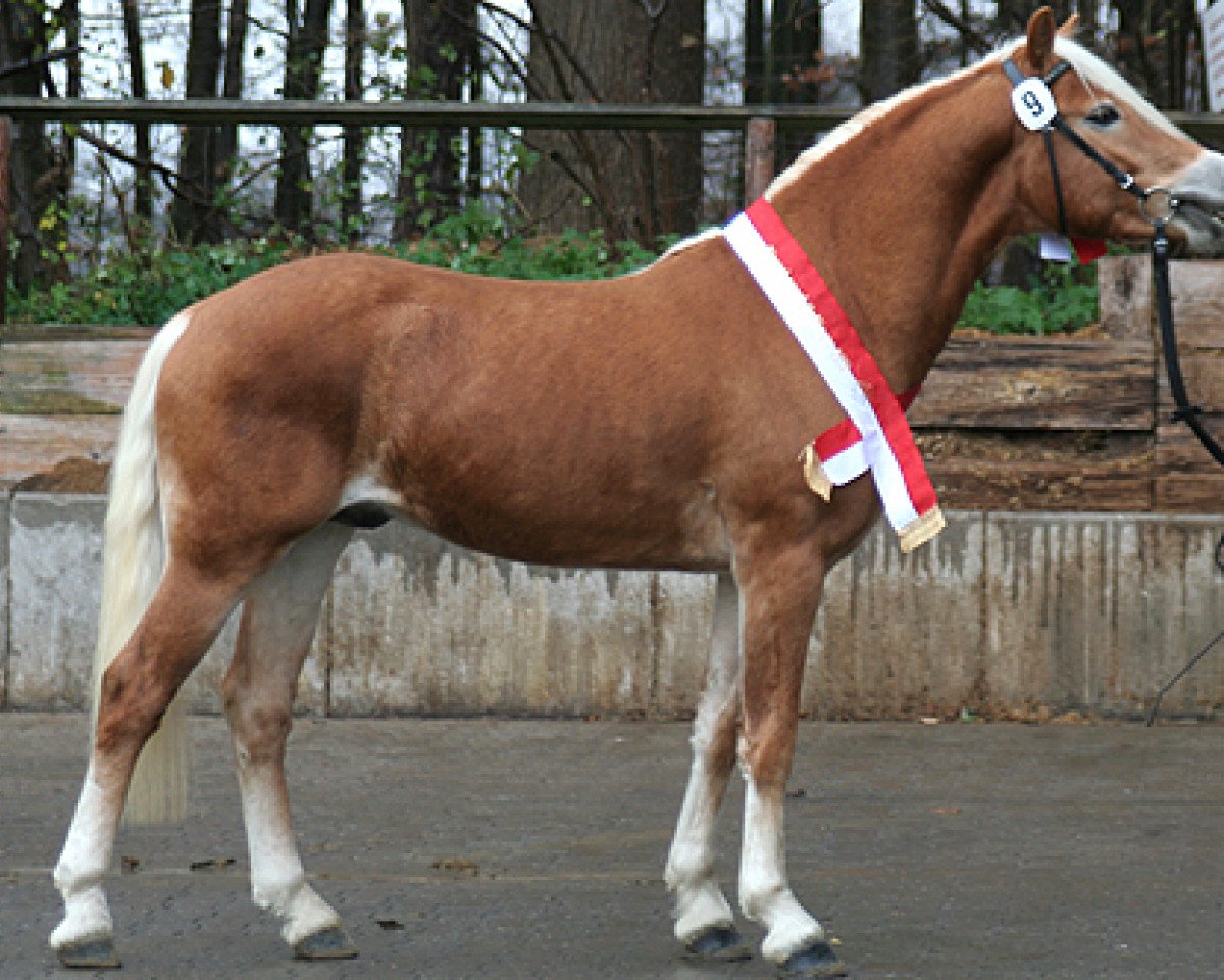 Deckhengst Wellensteyn (Haflinger, 2009, von Waldess Liz. 250/T)