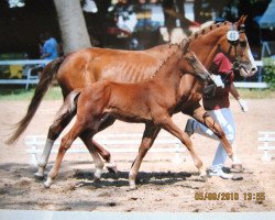 stallion Kristall (German Riding Pony, 2010, from King Bjuti)