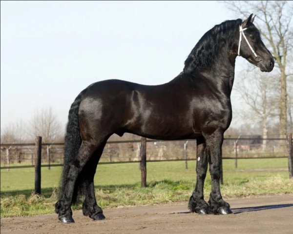 stallion Ielke 382 (Friese, 1994, from Nykle 309)