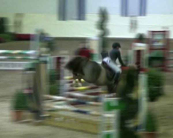 jumper Dorian 283 (German Riding Pony, 1993, from Derby)