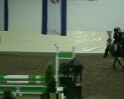jumper Wincent van Gogh (German Riding Pony, 1997)