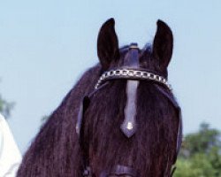 stallion Nikolaas 310 (Friese, 1987, from Doeke 287)