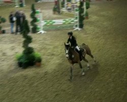 jumper Schoolbarg A White Star (German Riding Pony, 1999, from Astor)