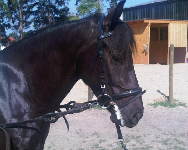 dressage horse Mohrchen (Iceland Horse, 2007)