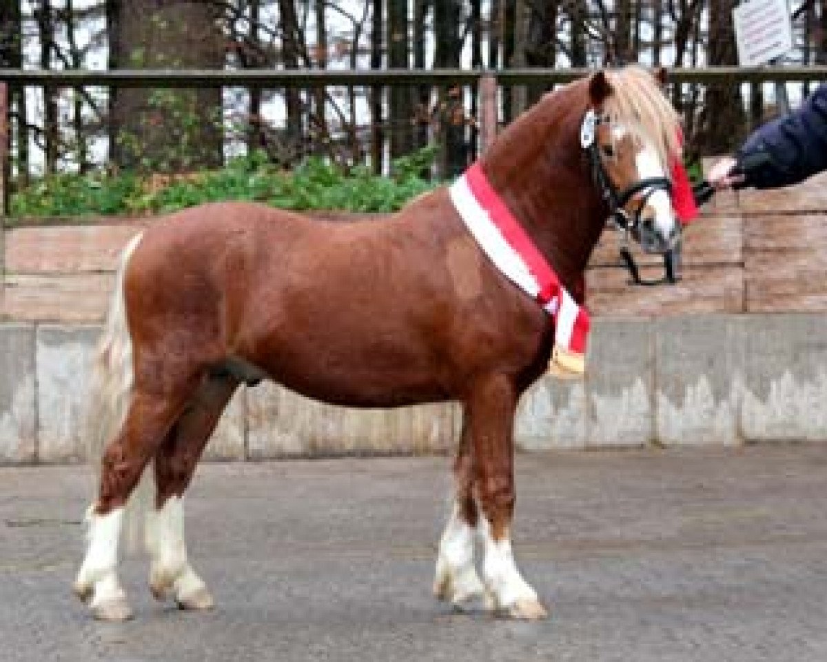 stallion Salvador's Camillo (Welsh mountain pony (SEK.A), 2009, from Caruso)