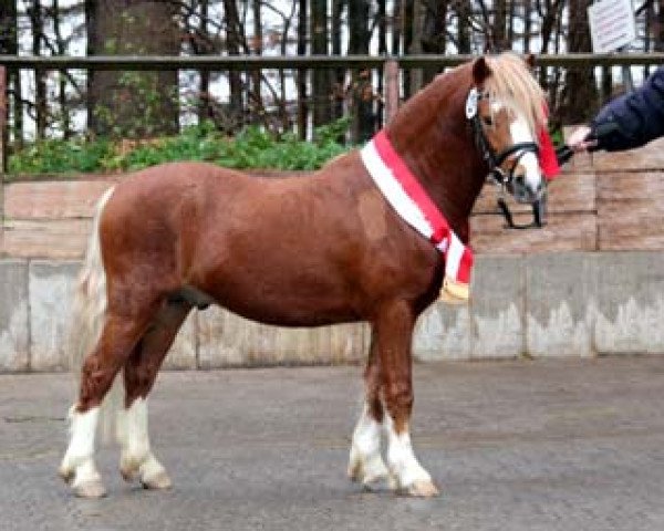 Deckhengst Salvador's Camillo (Welsh Mountain Pony (Sek.A), 2009, von Caruso)