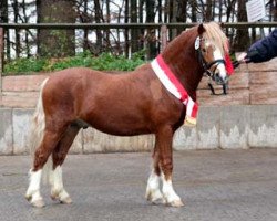 Deckhengst Salvador's Camillo (Welsh Mountain Pony (Sek.A), 2009, von Caruso)