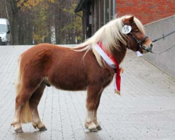 stallion Winnie Puuh vom Eichenhof (Shetland Pony, 2009, from Wendelin v. Uda)