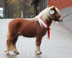 Pferd Winnie Puuh vom Eichenhof (Shetland Pony, 2009, von Wendelin v. Uda)