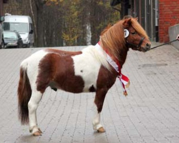 Deckhengst Ole (Shetland Pony, 2009, von Orpheus)
