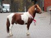 Deckhengst Ole (Shetland Pony, 2009, von Orpheus)