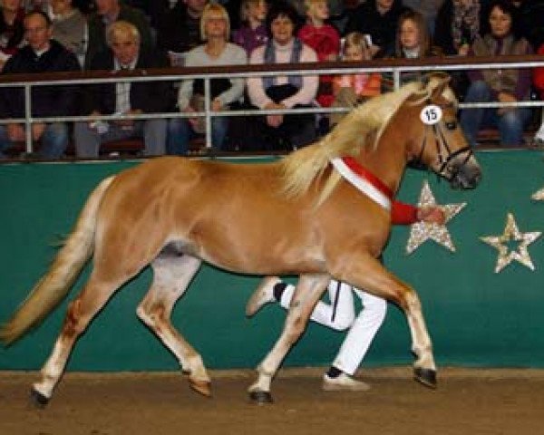 stallion Neckermann (12,89% ox) (Edelbluthaflinger, 2009, from Noventis (17,97% ox))