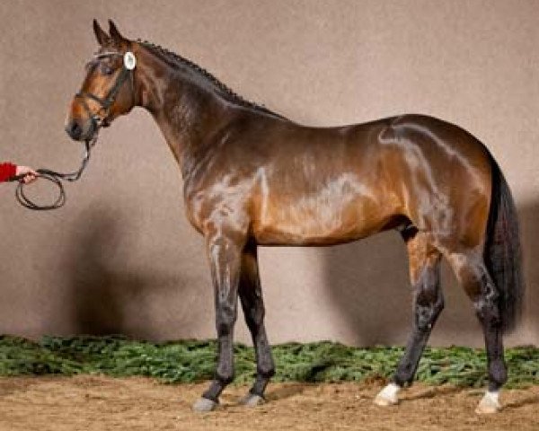 dressage horse San Rocco 3 (Westphalian, 2009, from Spielberg)