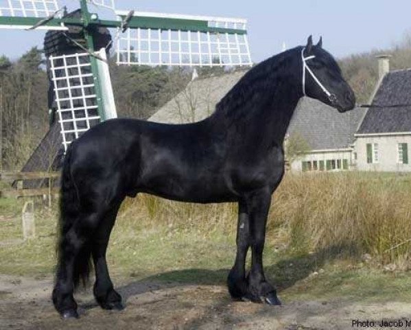 Pferd Liekele 364 (Friese, 1995, von Tamme 276)