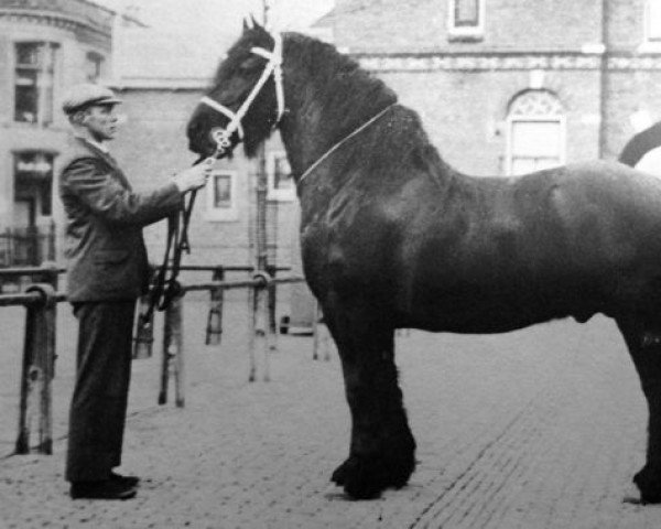 stallion Obscurant 150 (Friese, 1934, from Danilo 137)