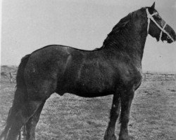 stallion Danilo 137 (Friese, 1924, from Vredestichter 127)