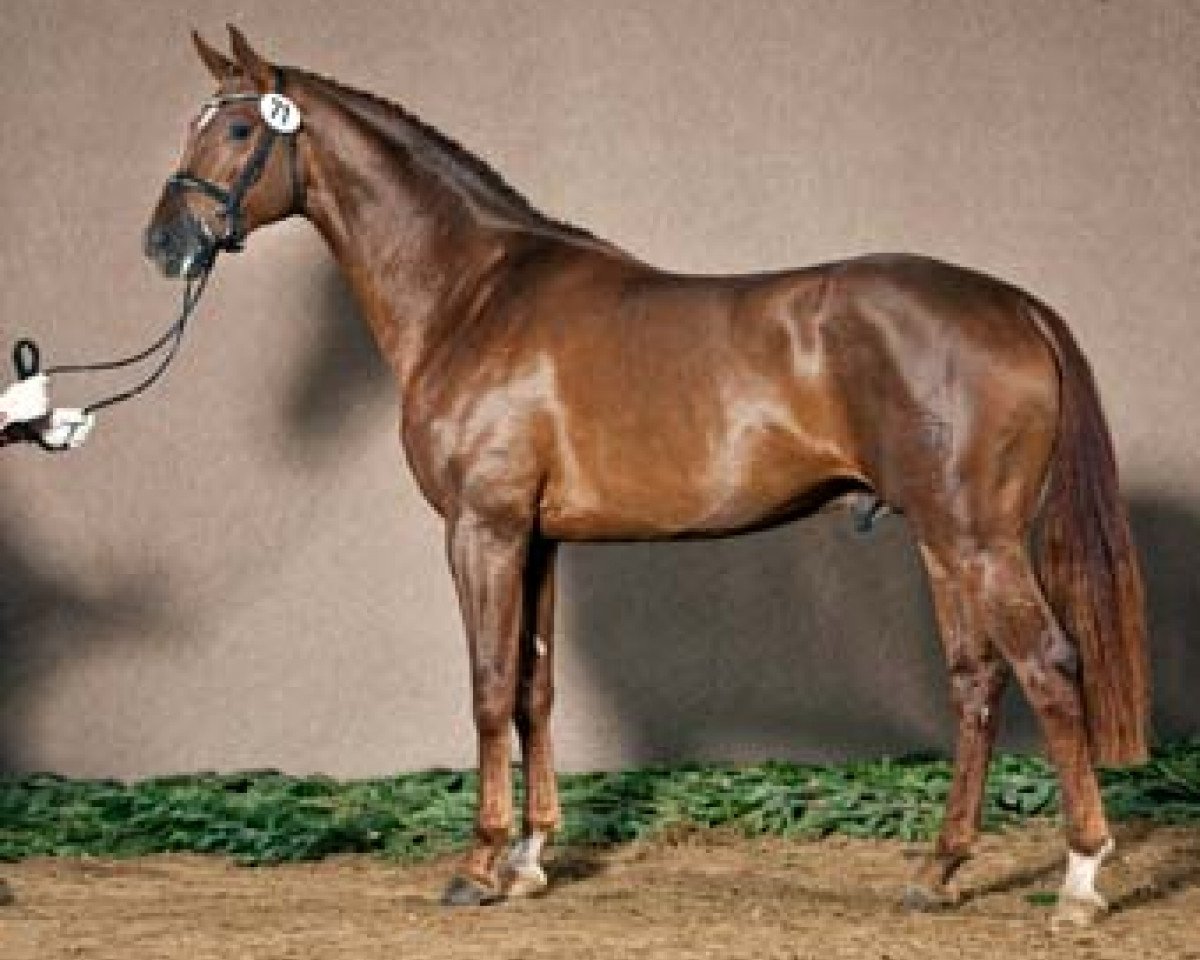 Deckhengst Sir Fidergold (Westfale, 2009, von Sarkozy 3)