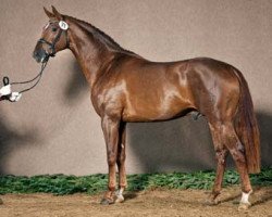 stallion Sir Fidergold (Westphalian, 2009, from Sarkozy 3)