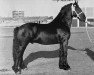 stallion Jarich 226 (Friese, 1962, from Tetman 205)