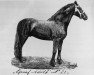 stallion Graaf Adolf 21 (Friese, 1880)