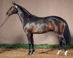 dressage horse Romulus von Nymphenburg (Westphalian, 2009, from Rock Forever NRW)